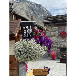Rallye Touristique GT coupés sport / Road Trip / Autos Sportives / Route des Grandes Alpes 2027 / France