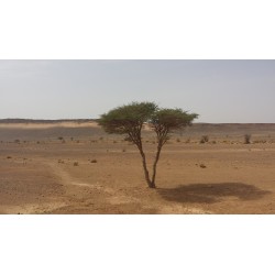 Raid Duster Maroc 2027